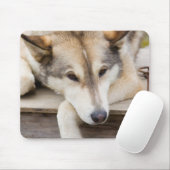 N.A., USA, Alaska Husky-Schlitten Mousepad (Mit Mouse)