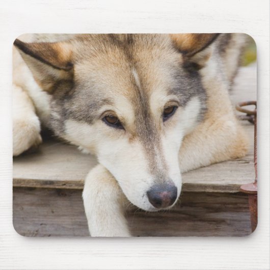 N.A., USA, Alaska Husky-Schlitten Mousepad (Vorne)