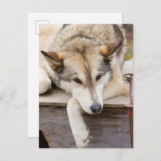 N.A., USA, Alaska Husky-Schlitten Postkarte (Vorne/Hinten)