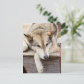 N.A., USA, Alaska Husky-Schlitten Postkarte (Stehend Vorderseite)