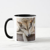 N.A., USA, Alaska Husky-Schlitten Tasse (Links)