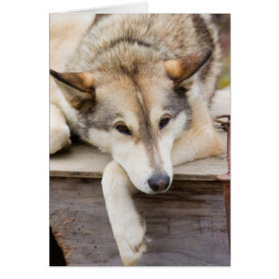 N.A., USA, Alaska. Husky-Schlittenhunde