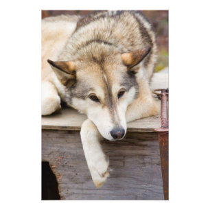N.A., USA, Alaska. Husky-Schlittenhunde Fotodruck