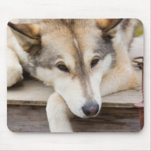 N.A., USA, Alaska. Husky-Schlittenhunde Mousepad