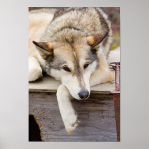 N.A., USA, Alaska. Husky-Schlittenhunde Poster