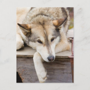 N.A., USA, Alaska. Husky-Schlittenhunde Postkarte