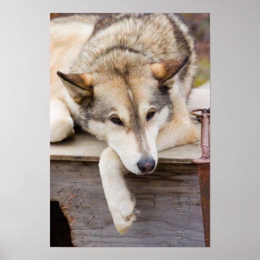 N.A., USA, Alaska Schlittenhunde Poster (Vorne)