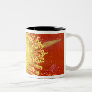 N.A., USA, Arizona, Casa Grande, NM, Wüste Zweifarbige Tasse
