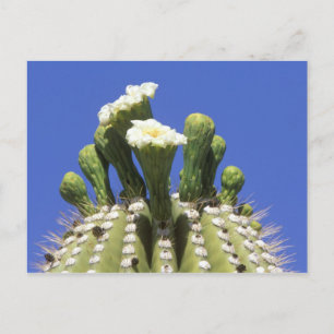 N.A., USA, Arizona, Tucson, Sonora Desert 2 Postkarte