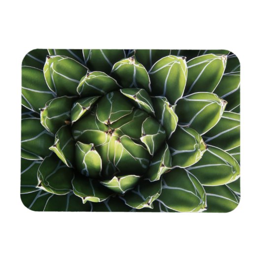 N.A., USA, Arizona, Tucson, Sonora Desert Magnet (Horizontal)