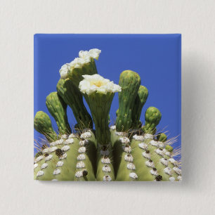 N.A., USA, Arizona, Tucson, Sonora-Wüste 2 Button