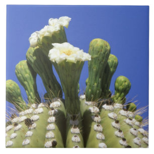 N.A., USA, Arizona, Tucson, Sonora-Wüste 2 Fliese