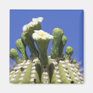 N.A., USA, Arizona, Tucson, Sonora-Wüste 2 Magnet