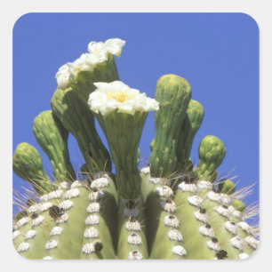 N.A., USA, Arizona, Tucson, Sonora-Wüste 2 Quadratischer Aufkleber
