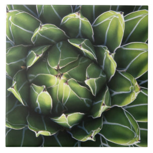 N.A., USA, Arizona, Tucson, Sonora-Wüste Fliese