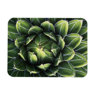 N.A., USA, Arizona, Tucson, Sonora-Wüste Magnet