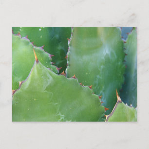N.A., USA, Arizona, Tucson, Sonora-Wüste Postkarte