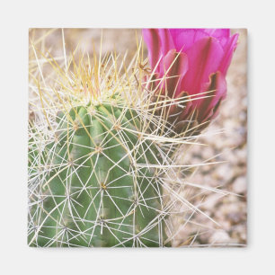 N.A., USA, AZ, Phoenix, Botanischer Garten der Wüs Magnet