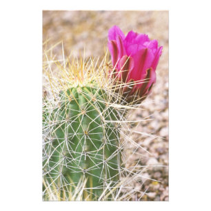 N.A., USA, AZ, Phoenix, Desert Botanical 2 Fotodruck