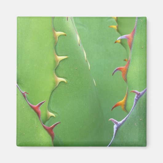 N.A., USA, AZ, Phoenix, Wüste Botanical 2 Magnet (Vorne)
