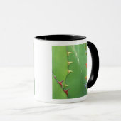 N.A., USA, AZ, Phoenix, Wüste Botanical 2 Tasse (VorderseiteRechts)