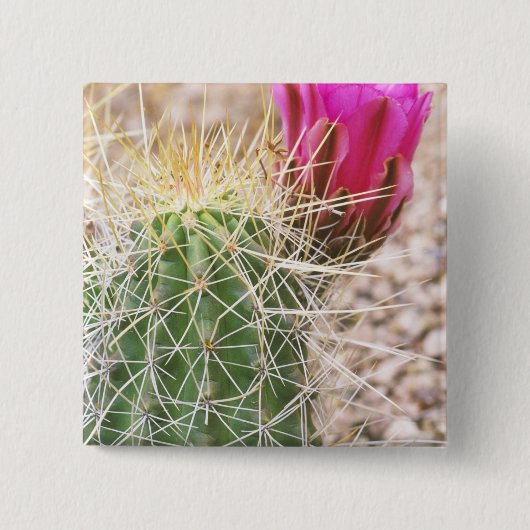 N.A., USA, AZ, Phoenix, Wüste Botanical Button (Vorderseite)
