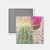 N.A., USA, AZ, Phoenix, Wüste Botanical Magnet (Vorderseite/Rückseite)