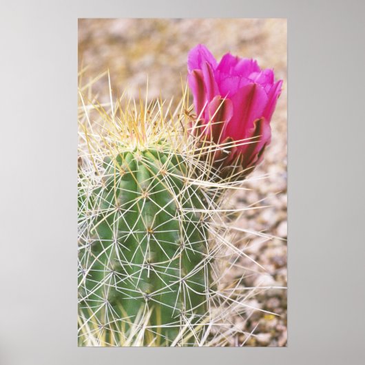 N.A., USA, AZ, Phoenix, Wüste Botanical Poster (Vorne)