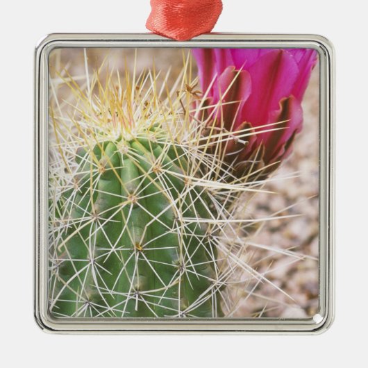 N.A., USA, AZ, Phoenix, Wüste Botanical Silbernes Ornament (Vorne)