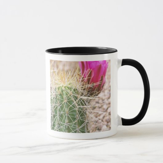 N.A., USA, AZ, Phoenix, Wüste Botanical Tasse (Rechts)