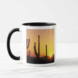 N.A., USA, AZ, Saguaro NP, Saguaro-Sonnenuntergang Tasse