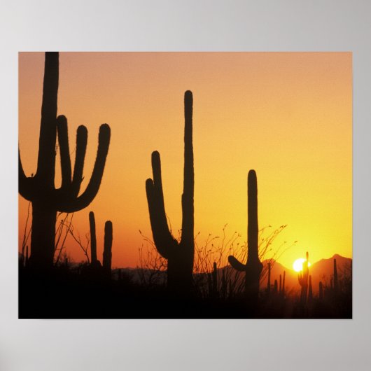 N.A., USA, AZ, Saguaro NP, Saguaro Sunset Poster (Vorne)