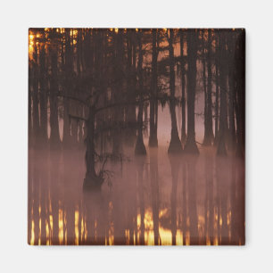 N.A., USA, Georgia, George Smith State Park. Magnet