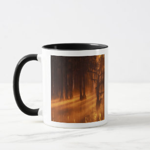 N.A., USA, Georgia, George Smith State Park. Tasse