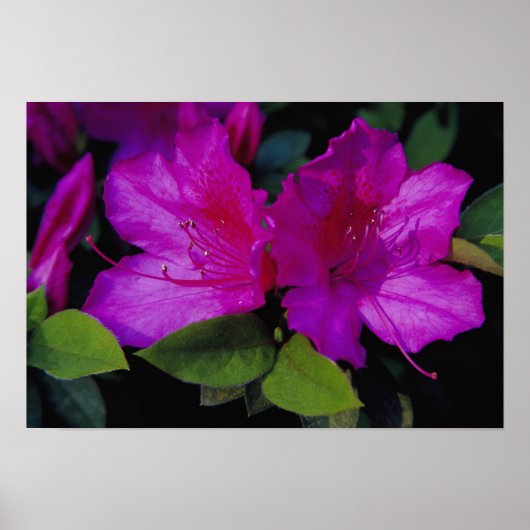 N.A. USA, Georgia, Savannah. Azalea blühen. Poster (Vorne)
