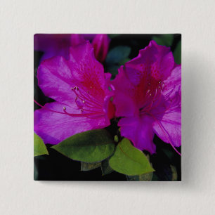 N.A. USA, Georgia, Savannah. Azalee in Blüte. Button