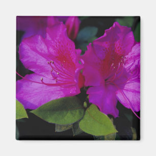 N.A. USA, Georgia, Savannah. Azalee in Blüte. Magnet