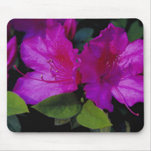 N.A. USA, Georgia, Savannah. Azalee in Blüte. Mousepad
