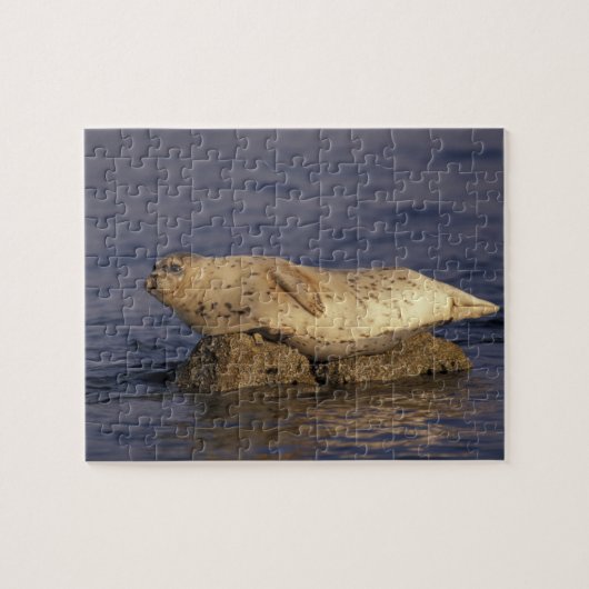 N.A., USA, Kalifornien, Monterey. Harbour Siegel Puzzle (Horizontal)