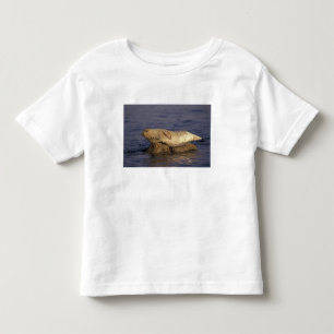 N.A., USA, Kalifornien, Monterey. Seehund Kleinkind T-shirt