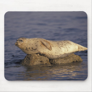 N.A., USA, Kalifornien, Monterey.  Seehund Mousepad