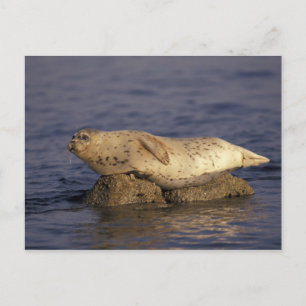 N.A., USA, Kalifornien, Monterey.  Seehund Postkarte