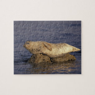 N.A., USA, Kalifornien, Monterey.  Seehund Puzzle