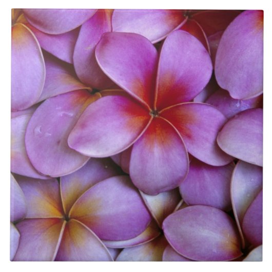 N.A., USA, Maui, Hawaii. Rosa Plumeria blüht. Fliese (Vorderseite)