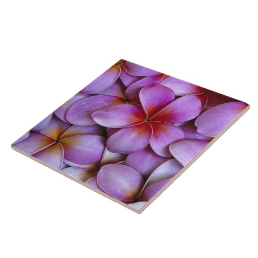 N.A., USA, Maui, Hawaii. Rosa Plumeria blüht. Fliese (Seite)