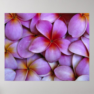 N.A., USA, Maui, Hawaii Rosa Plumeria blüht. Poster