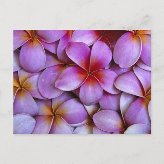 N.A., USA, Maui, Hawaii Rosa Plumeria blüht. Postkarte (Vorderseite)