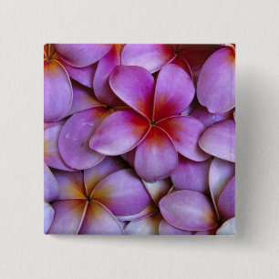 N.A., USA, Maui, Hawaii. Rosa Plumeria-Blüten. Button