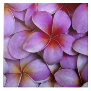 N.A., USA, Maui, Hawaii. Rosa Plumeria-Blüten. Fliese