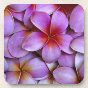 N.A., USA, Maui, Hawaii. Rosa Plumeria-Blüten. Getränkeuntersetzer